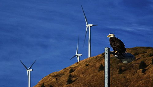 風力發電的雙刃劍 權衡利弊與未來發展